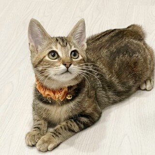 ★里親様決定！★遊び大好き！元気な美少女❤アル