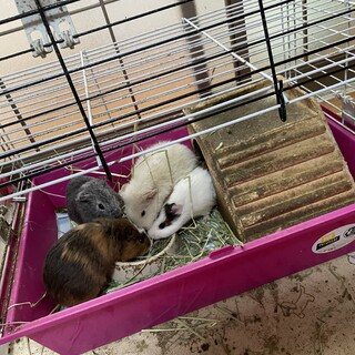 モルモット4匹