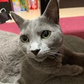 ロシアンブルー7歳　雄