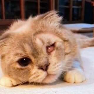 猛暑の中、生き抜いたスコティッシュ