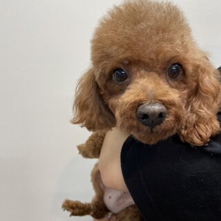 つくねちゃん（6歳)トライアル中