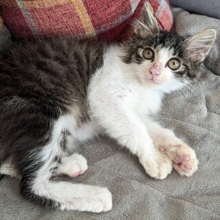 少し長毛な、ふわふわ福くん★