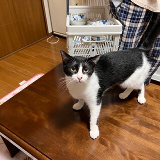 決定☆『クィ』後追い猫さん、超人好き