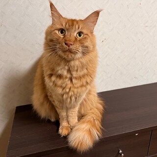 決定☆『チャチャ』大きな身体で怖がりさん