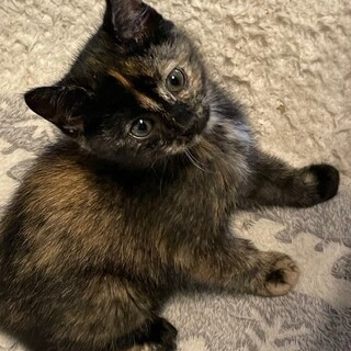 11/26譲渡会 さびの女の子　2か月のみく