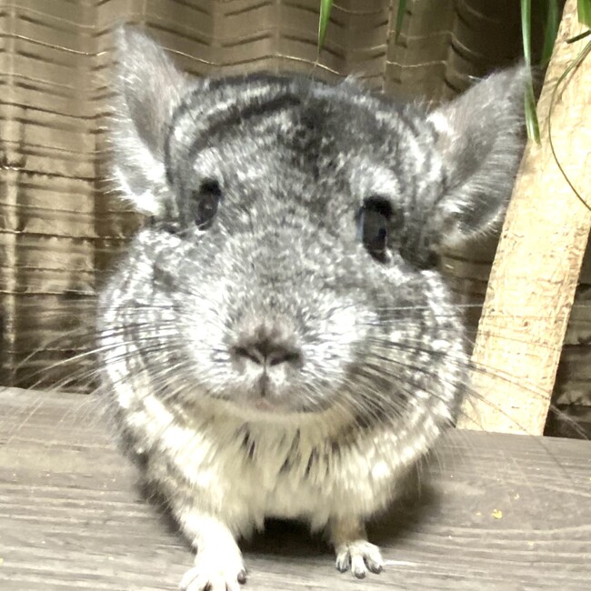 tioriのカバー写真