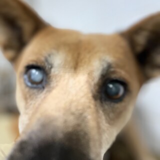 元飼い犬でも処分対象　収容期限11/21迄