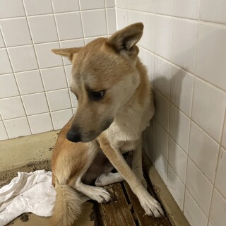 元飼い犬でも処分対象　収容期限11/21迄