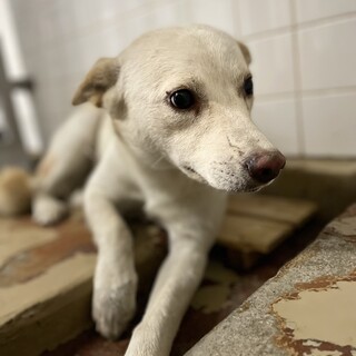 処分対象　延長一切なし　収容期限11/22迄