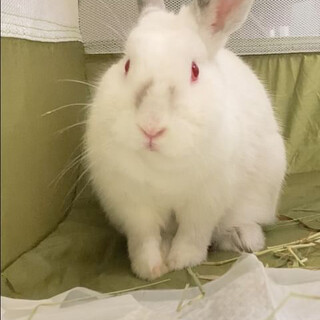 師走っこ【テレサちゃん】ヒマラヤン風