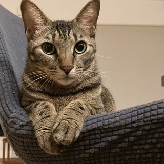 甘えん坊のキジトラ女子♡かなおちゃん2才