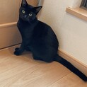 黒猫1歳くらいの女の子