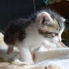かわいい男の子★二毛★とても元気★4週間 サムネイル3