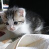 かわいい男の子★二毛★とても元気★4週間 サムネイル4