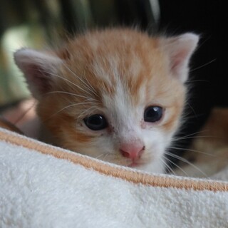 かわいい男の子★茶トラ白★とても元気★4週間