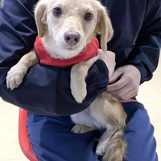 お蔭様で里親様が決まりました