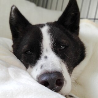 犬が大好き！愛らしい女の子ムニエル