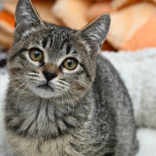 とってもキュートシンリくん