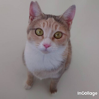 甘えん坊で可愛いパステル三毛ちゃん！