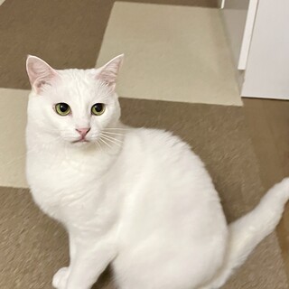 素直過ぎて可愛い❤︎シュガちゃん