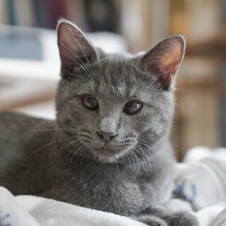 グレー系 ★ あかり