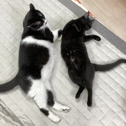 ★１１月１８日（土）「ねこの譲渡会」NPO法人Smile cat（室内） サムネイル2