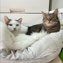 ★１１月１８日（土）「ねこの譲渡会」NPO法人Smile cat（室内） サムネイル3