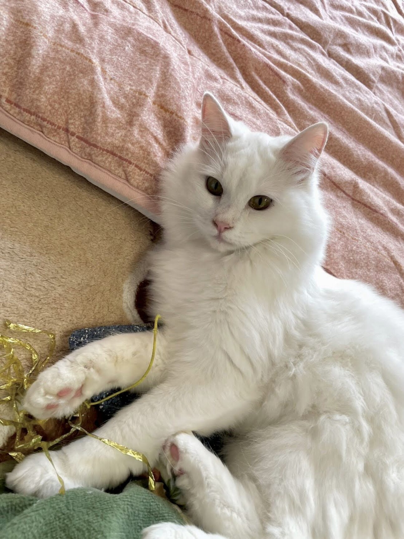 白猫野郎 白猫NW』×“野郎ラーメン”コラボが4月1日より開催決定。秋葉原、愛知