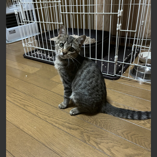 可愛い顔した元気な子猫です