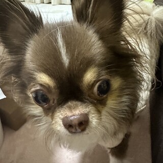 チワワの女の子4歳