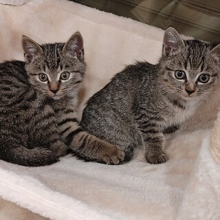 至急大募集3匹兄弟キジネコ