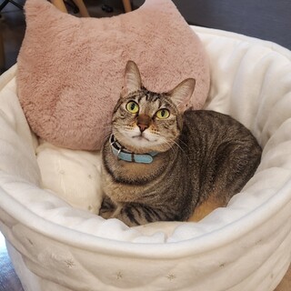 【大至急】鍵しっぽお座りも待てもできる賢い子です