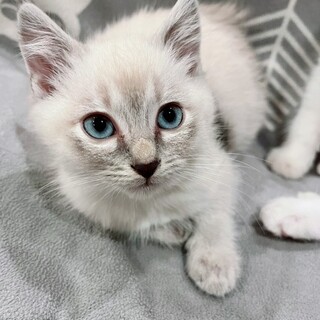 【11/19東日本橋】シャム系ミックス♡ソラくん