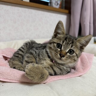 他サイトで里親様が決まり...」福岡県 - 猫の里親募集(475700 