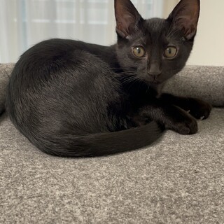 キャラ良し！3ヶ月黒猫◆男の子