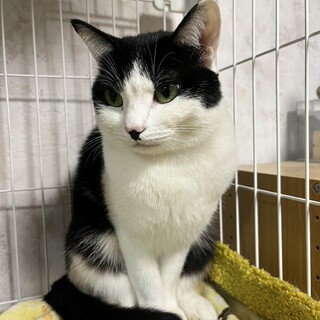 【急募！】里親募集中