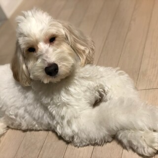 散歩大好きオーストラリアンラブラドゥードル