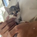 子猫の里親になってください