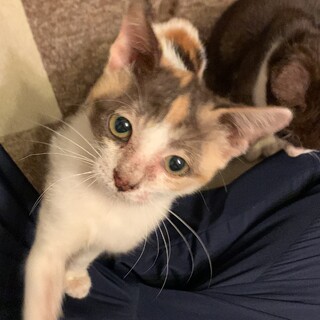 甘えん坊ちびっこミケ（推定:3ヶ月）