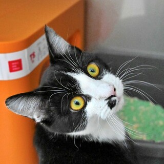 手袋柄が超かわいい♡黒白ハチワレの子猫『ふうくん』