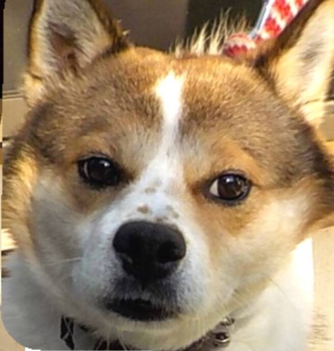 「飼い主さん亡くなったか入...」栃木県 犬の里親募集(476520) 2枚目の画像 ペットのおうち【里親決定25万頭!】