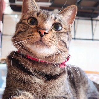 【12/15譲渡会】脱シャイ？！フレッチャー君