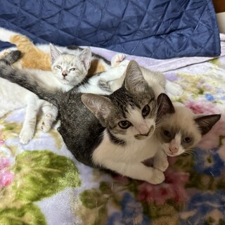 おとなしくてふっくらマズルが可愛いきじしろ女子