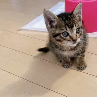 生後3週間 子猫 