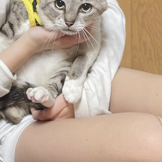 大人しいサバトラくん