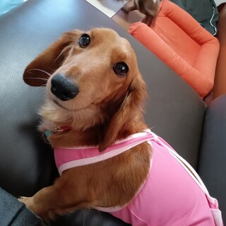 可愛いダックスさん