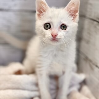 推定2023年9月下旬生 白♀ジュレーム