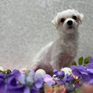 【11/19】マルチーズのあくび♡3~5歳