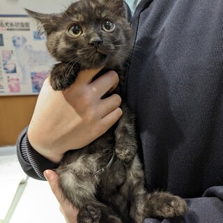 【11/19東日本橋】猛烈にラブリー♡クイくん