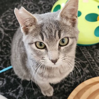 表情がたまらなくかわいい　萬くん